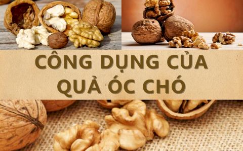 Công dụng của “quả Óc Chó” dành cho con người